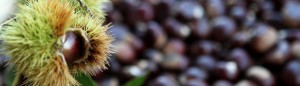 castagne.jpg