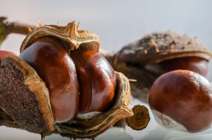 horse-chestnut-202482_960_720