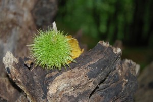 chestnut-727178_960_720