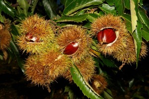 chestnuts-733010_960_720