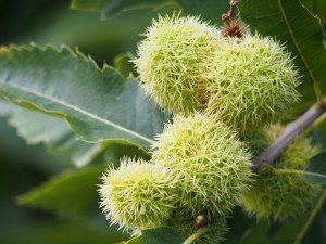 sweet-chestnuts-993628_960_720