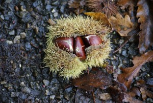 chestnut-1018411_960_720