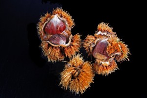 chestnut-1506189_960_720