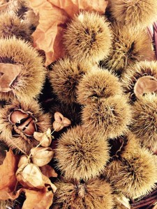 chestnut-992238_960_720