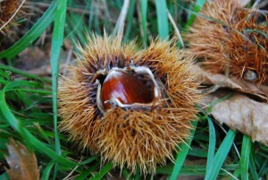 chestnut-992335_960_720