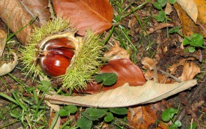 chestnut-199355_1280