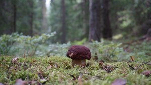 ceps-697043_1280