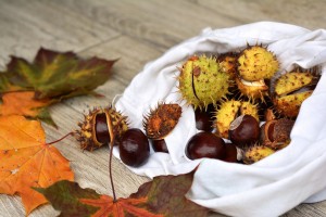 chestnut-1710568_1280