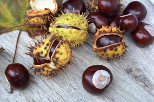 chestnuts-1712730_1280