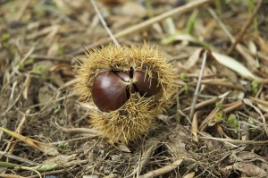 autumn-1329403_1280