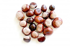 chestnut-1698232_1280