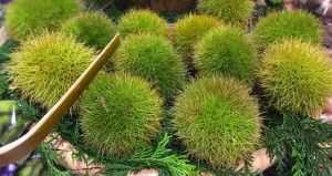 chestnut-1673341_1280