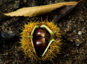 chestnut-1017484_1280