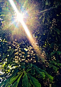 nature-2383464_1280