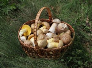Prezzo porcini 2018