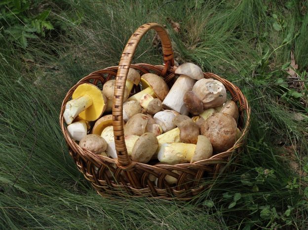Prezzo porcini 2018