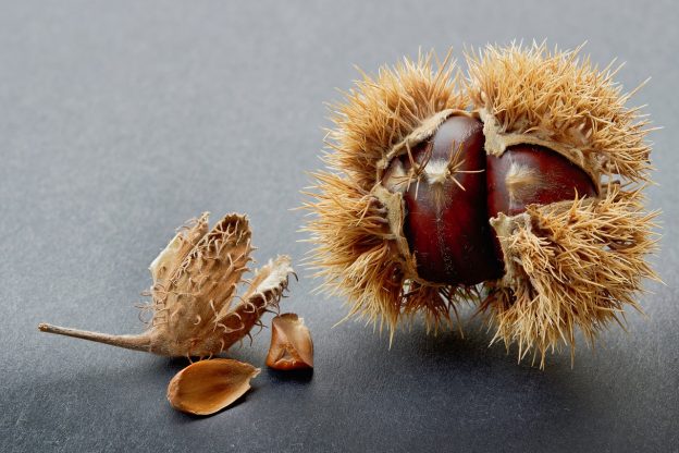 Castagne online
