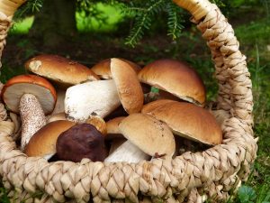Vendita funghi porcini