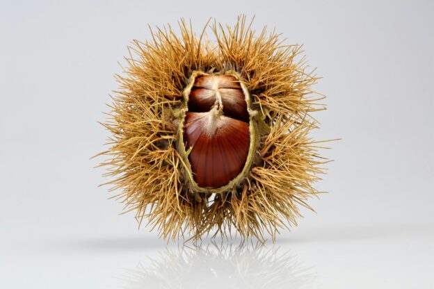 Raccolta castagne
