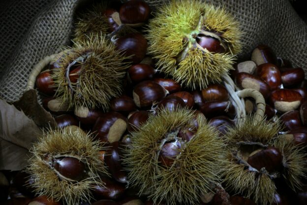 Castagne per caldarroste