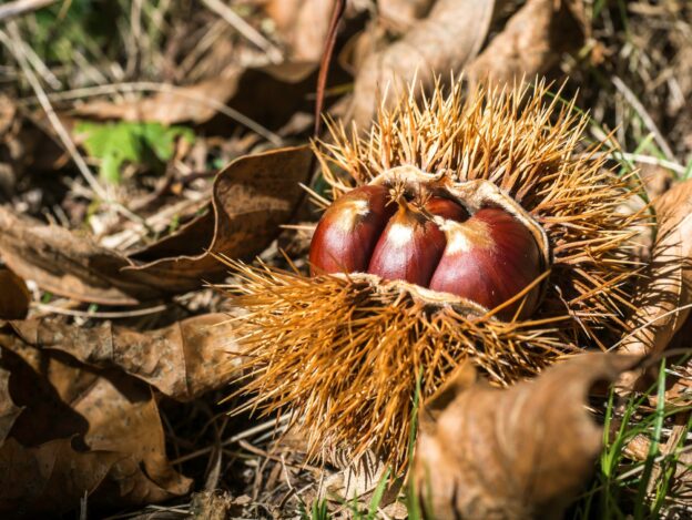 Acquisto castagne online