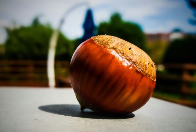 Vendita castagne
