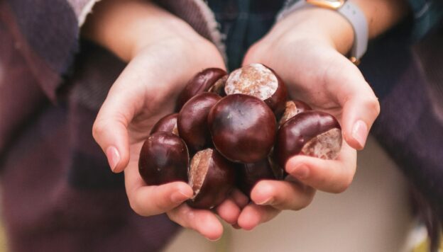 Caldarroste no, castagne matte