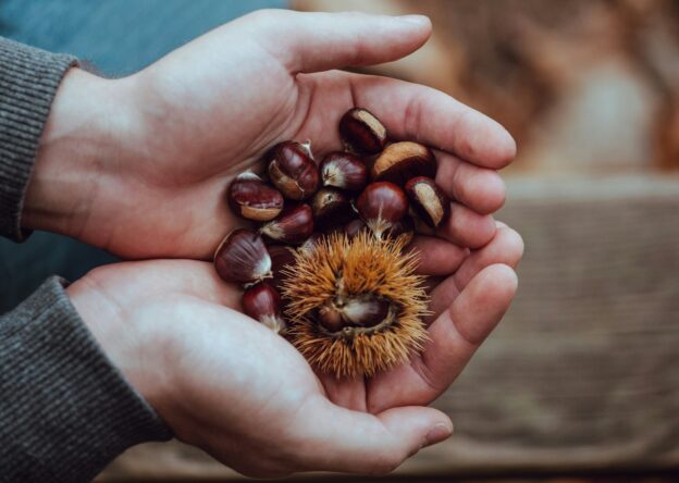 Castagne fresche in vendita