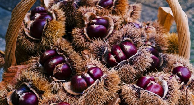 Acquisto castagne per caldarroste