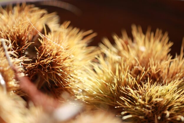 Castagne fresche in vendita